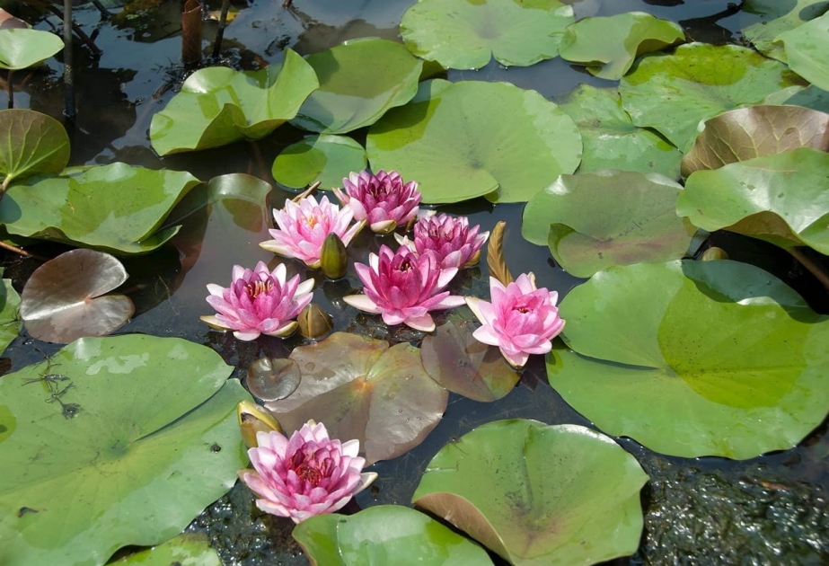 Water lily - an annual or short-lived perennial found only in Asia