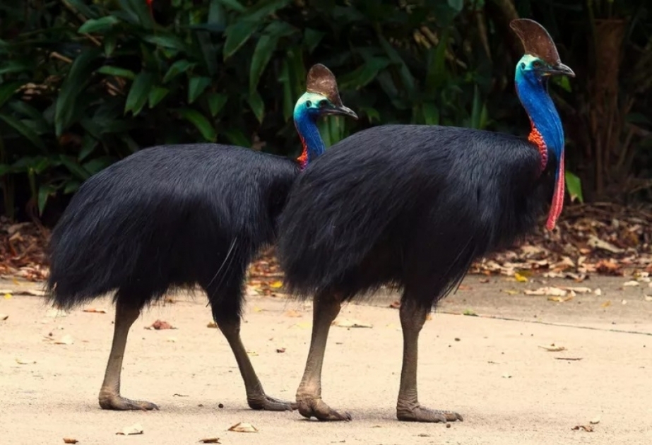 Cassowary – world’s most dangerous bird