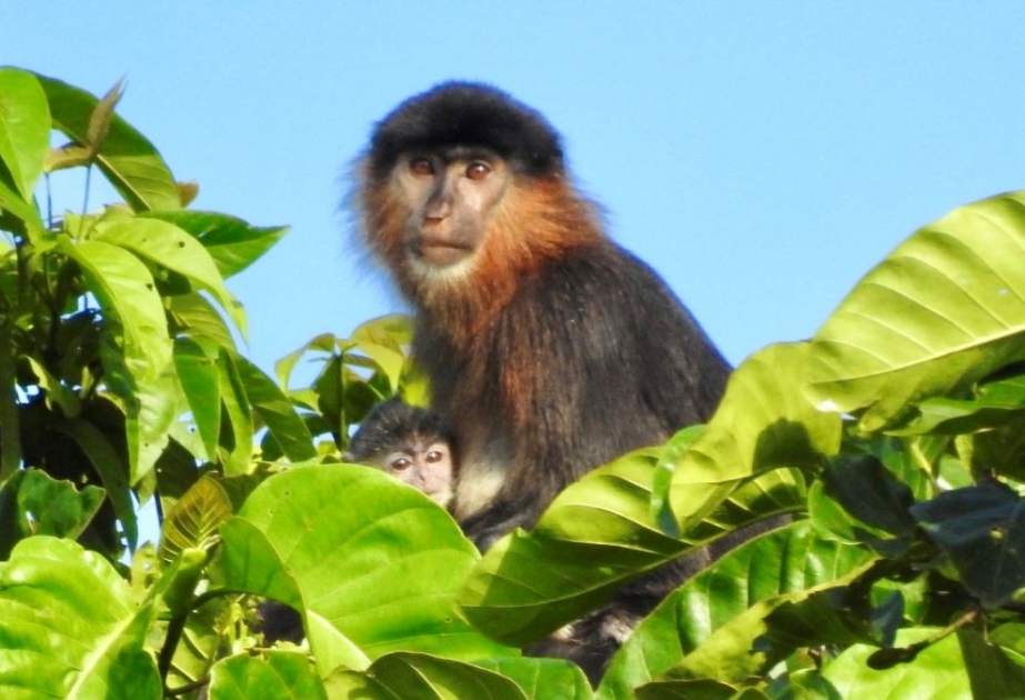 Borneo has a hybrid 'mystery monkey,' and researchers are concerned
