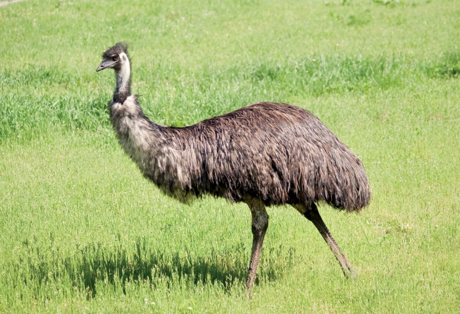 Emu - Australia’s iconic, gargantuan bird