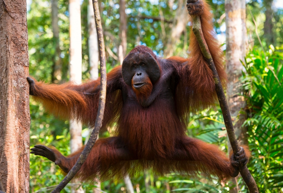 Orangutan – a symbolic primate of Borneo