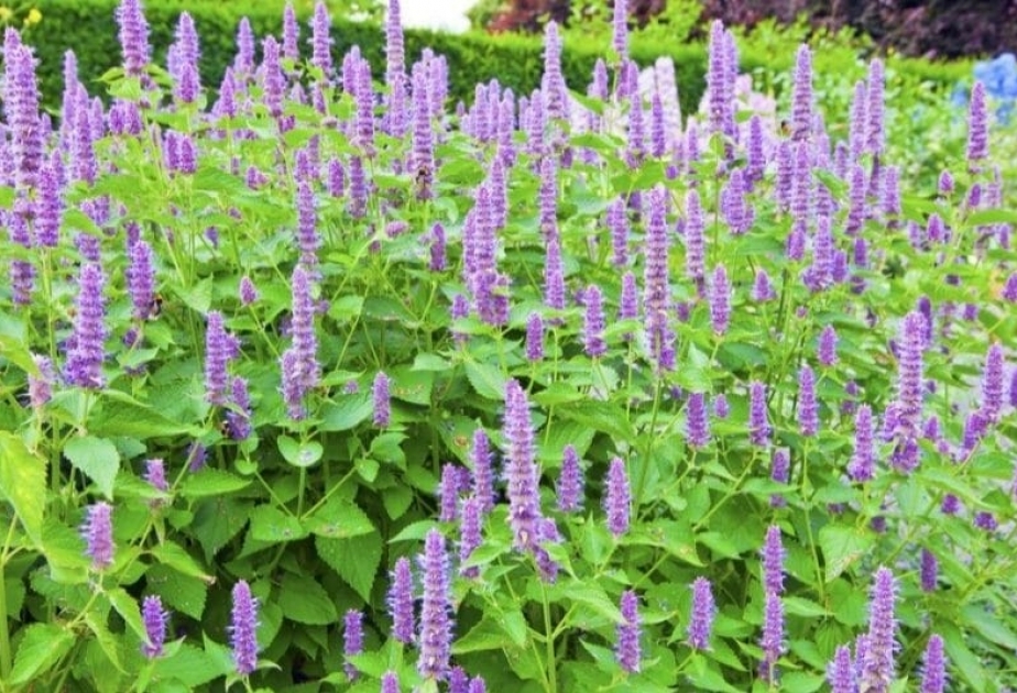 Anise Hyssop plant