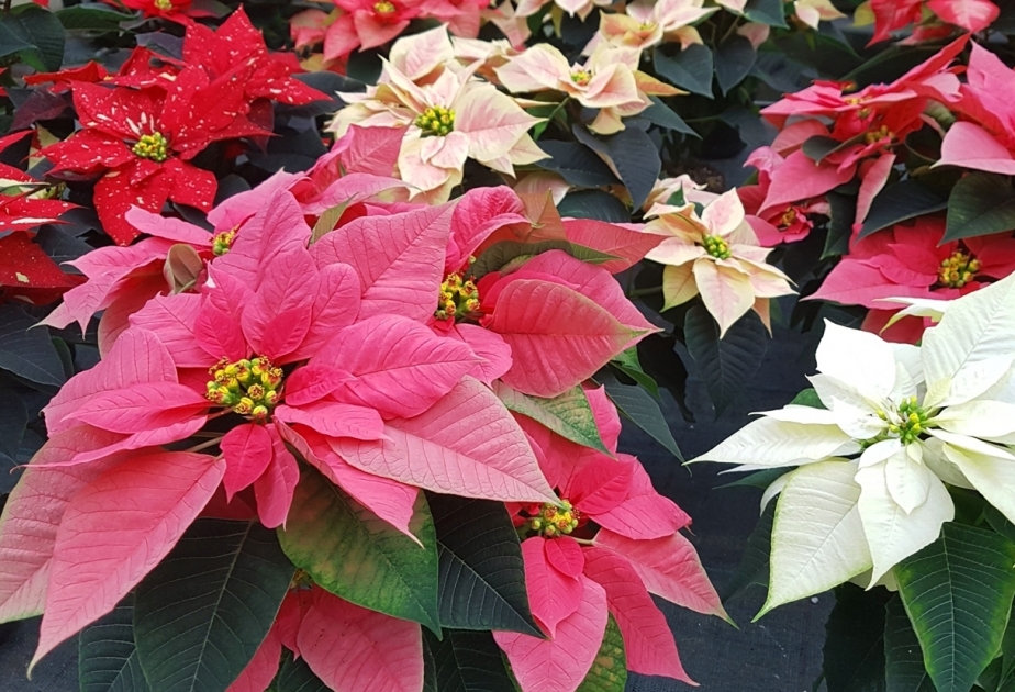 Poinsettia - well-known member of spurge family Euphorbiaceae growing outdoors as a winter-flowering