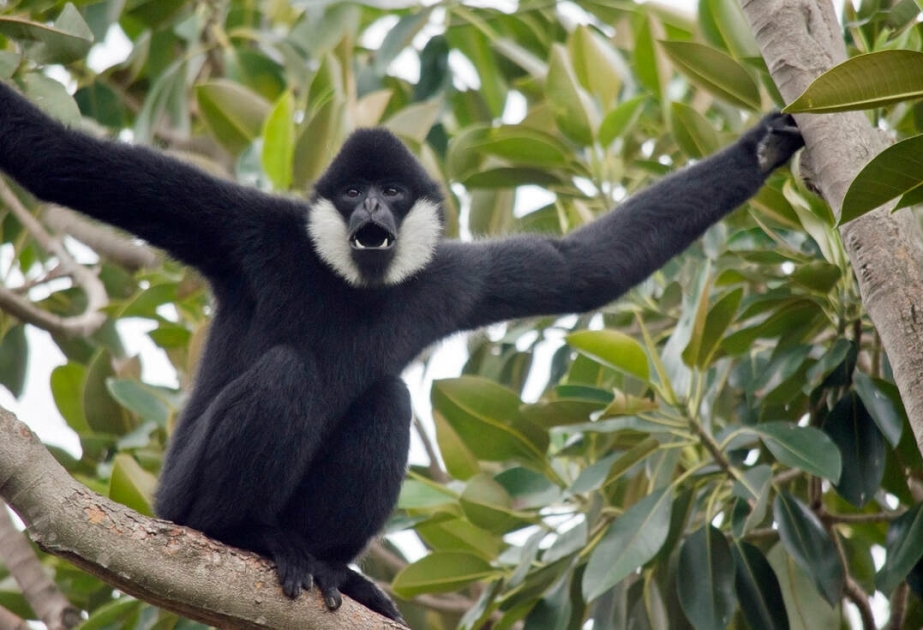 Gibbon - world’s rarest, endangered primate