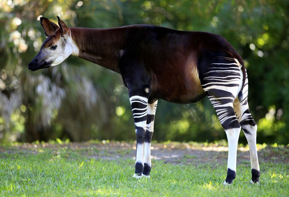 Okapi, “forest giraffe” - endangered animal native to Ituri province of  Congo - AZERTAC