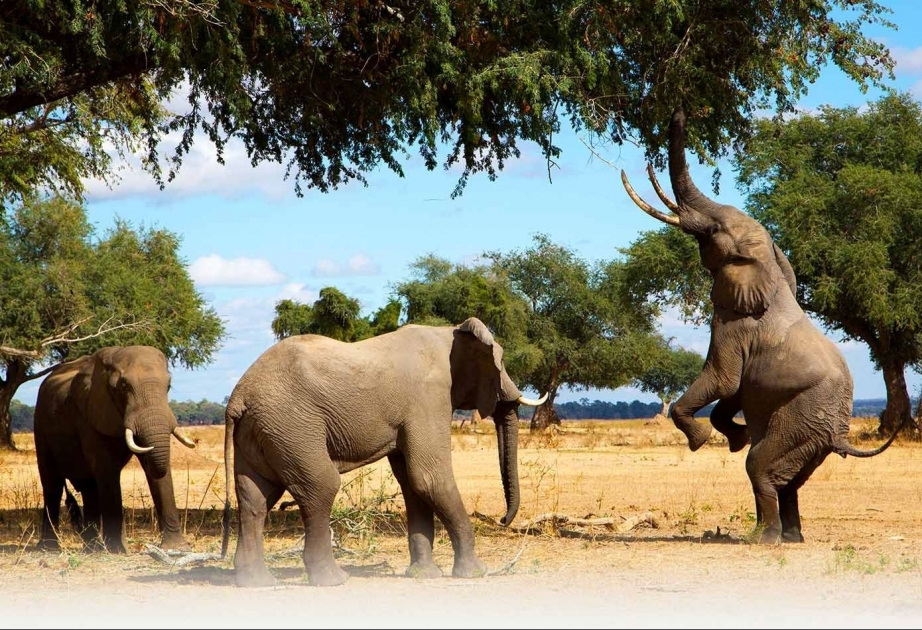 В этом году в Зимбабве слоны уже убили 60 человек