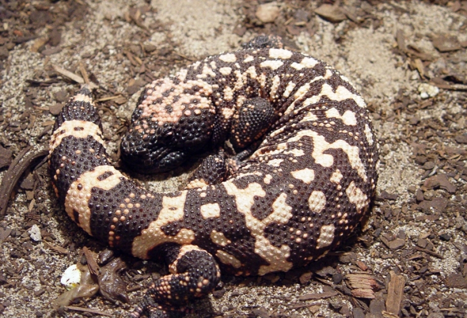 Gila Monster - a venomous lizard of Gila River