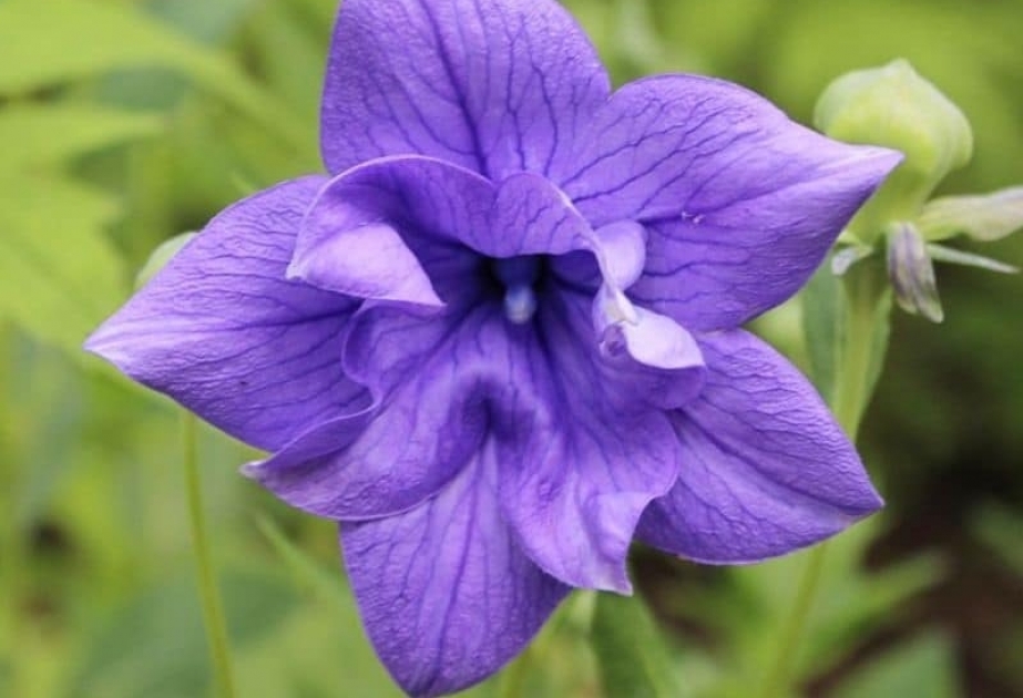 Balloon Flower – flowering plant native to East Asia