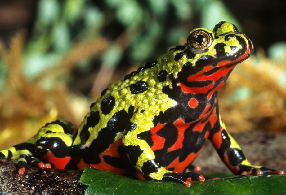 Oriental Fire-Bellied Toad - a tiny but threatening amphibian