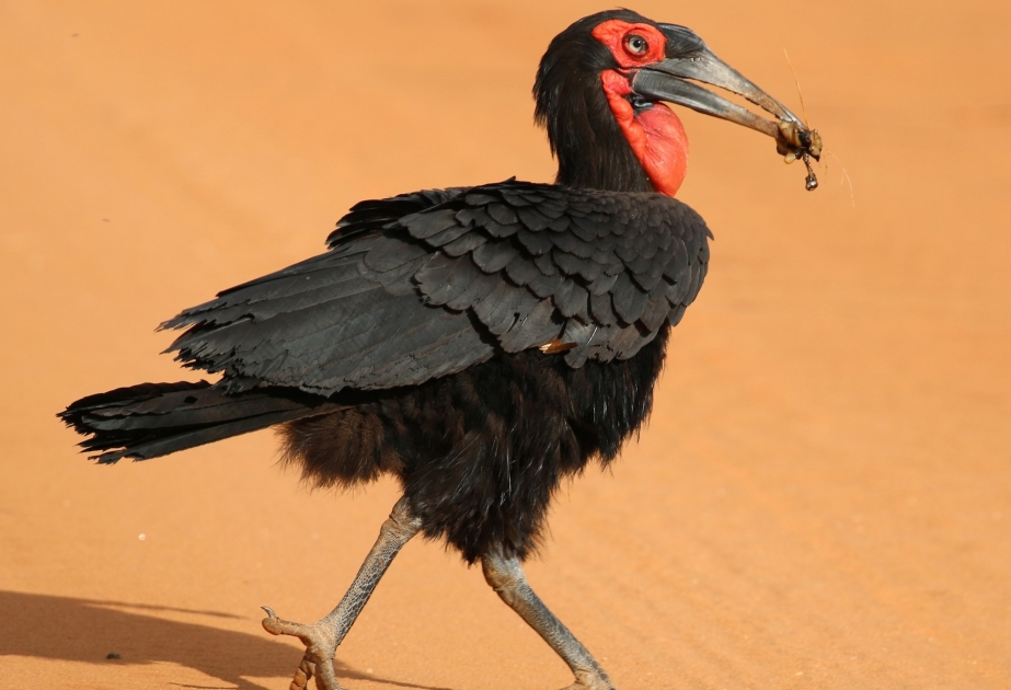 Southern ground hornbill - Africa's unusual, vulnerable bird species