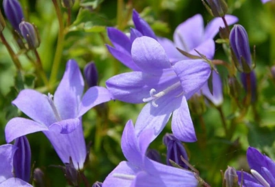 Bellflowers – magnificent perennial flowers cultivated as garden ornamentals