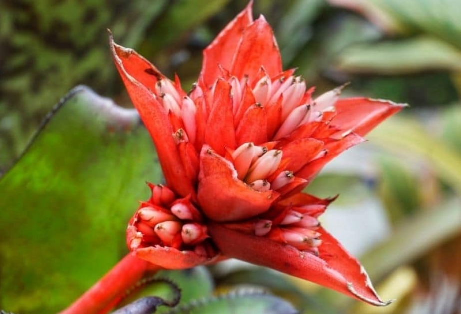 Billbergia - ornamental flowering plant