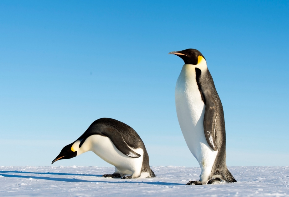 Emperor penguin - world’s largest penguin species endemic to Antarctica