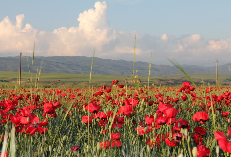 Les plaines de Chamakhy envahies de coquelicots