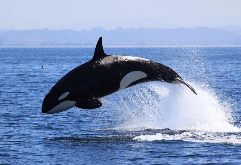Orca - a largest of dolphins and one of world's most powerful predators