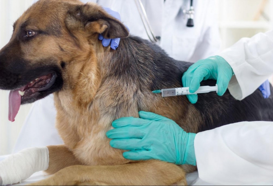 Bu il tibb müəssisələrinə quduzluğa qarşı 7 min 51 nəfər müraciət edib