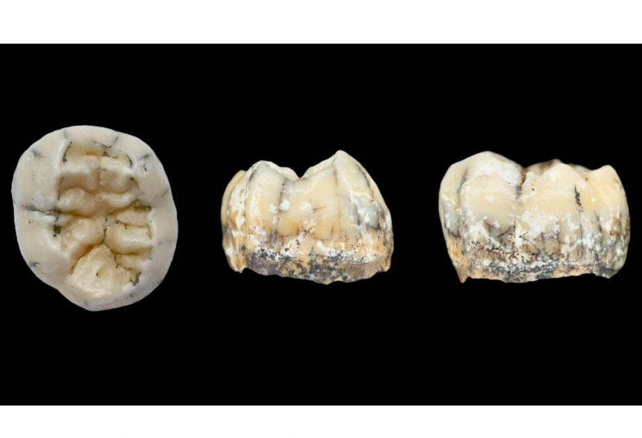 Ancient tooth once belonged to mysterious Denisovans, scientists think