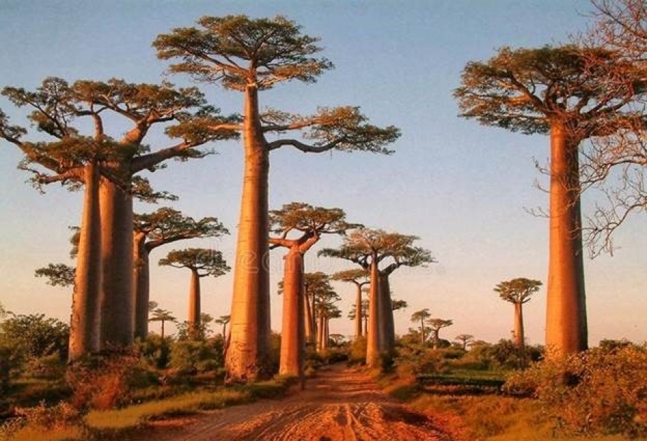 Avenue of the Baobabs - most accessible place to see Baobab trees in Africa