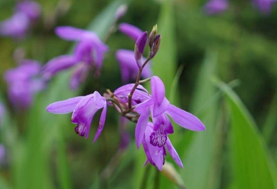 Bletilla striata - easy-to-care-for hardy terrestrial orchid
