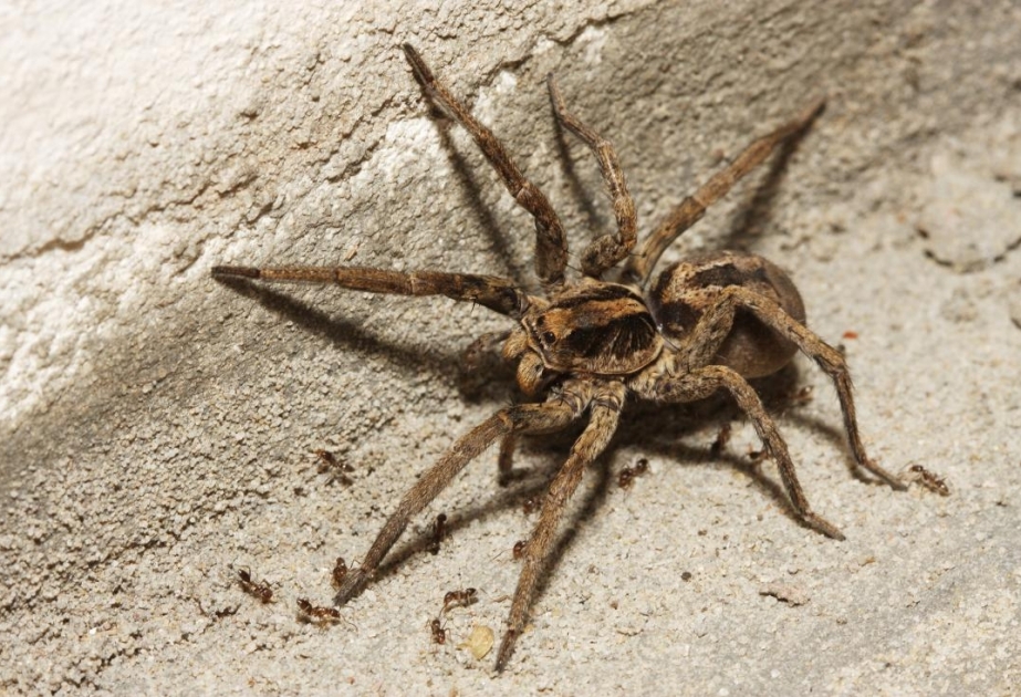 Wolf spider – a venomous sprinter with a habit chasing and pouncing upon its prey