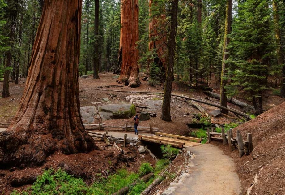 Sequoia National Park