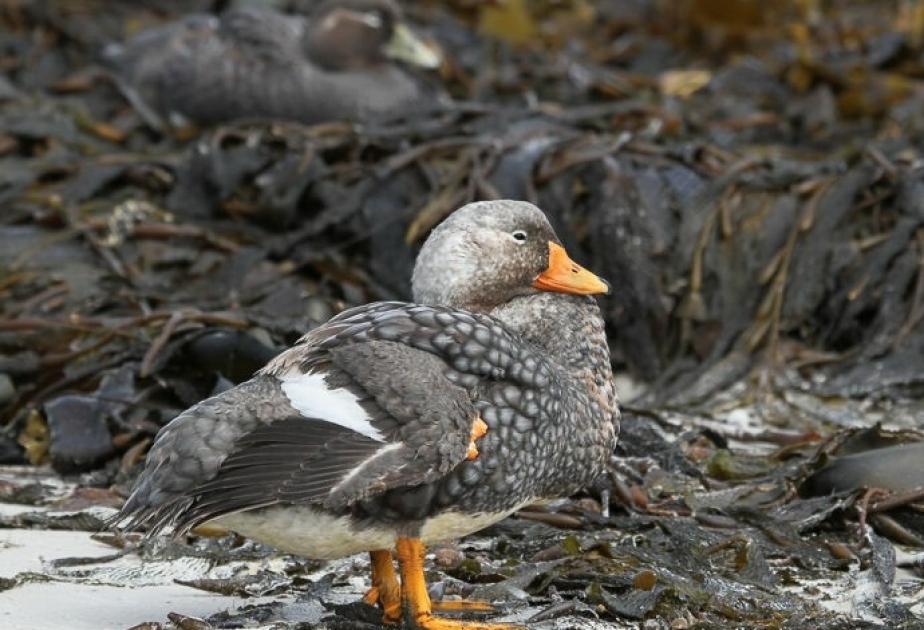 Steamer Duck- a flightless bird with a habit of running across water