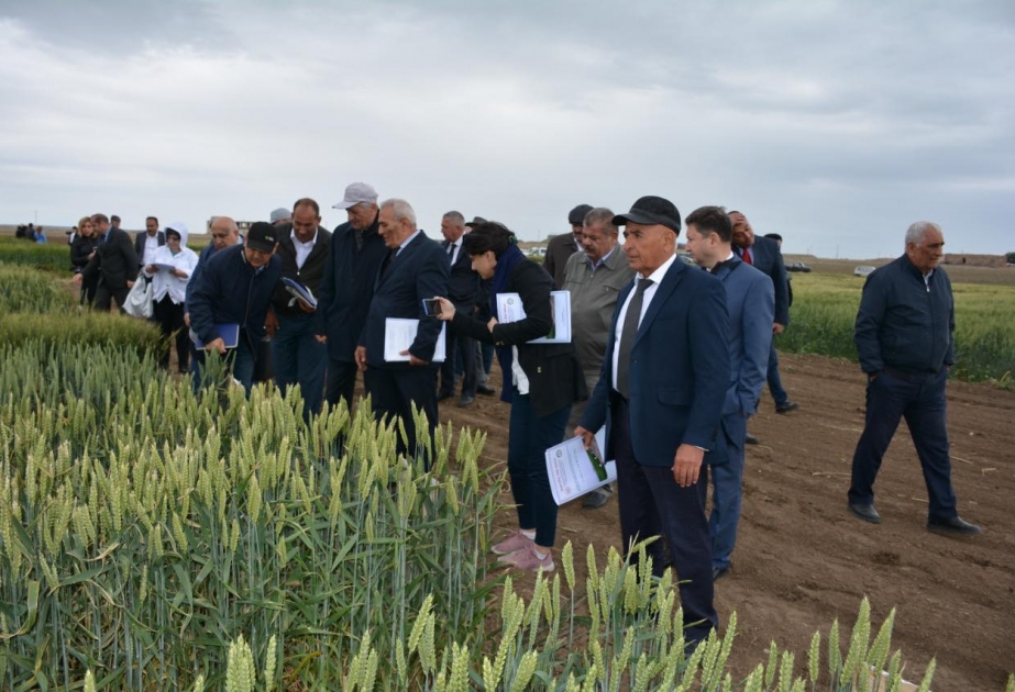 Qarabağ Elmi-Tədqiqat Bazası Qarabağ ərazisində təsərrüfatın genişləndirilməsi və taxıla olan tələbatın ödənilməsində mühüm rol oynaya bilər