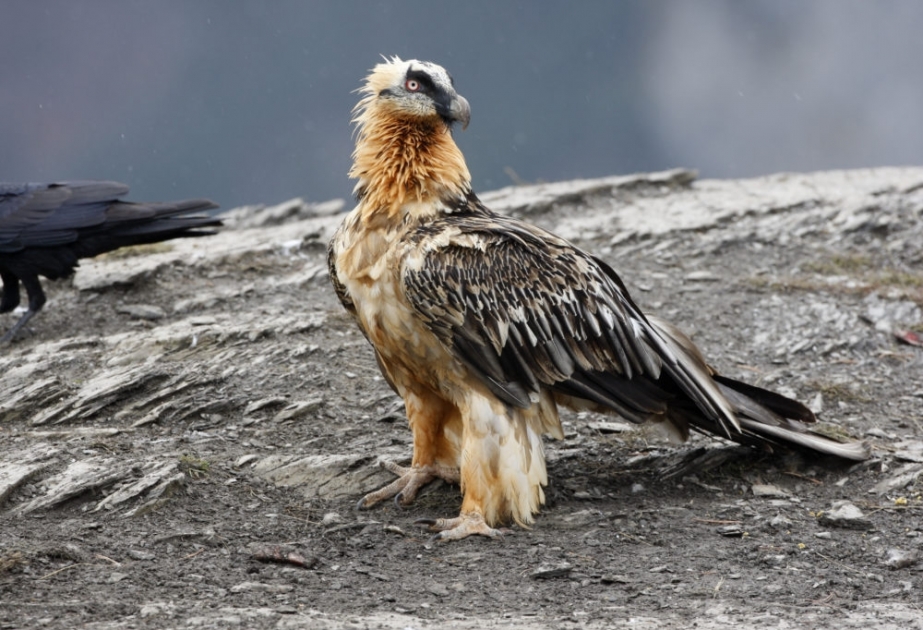 Lammergeier - a near threatened eagle-like vulture with a habit of dropping its victims from heights