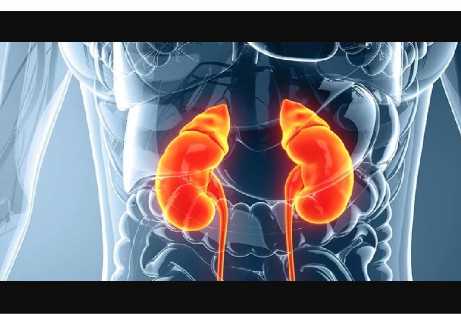 Researchers just found that kidneys act on blood differently than we thought before