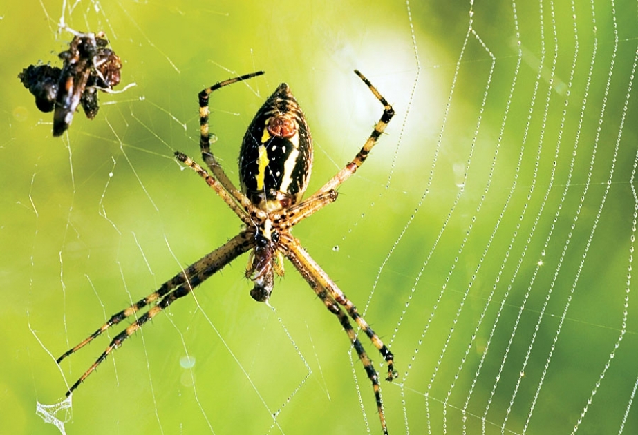 Redback - a venomous spider endemic to Australia