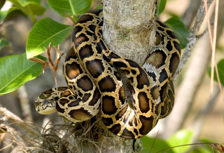 Burmese Python- a massive reptile with a deadly grasp
