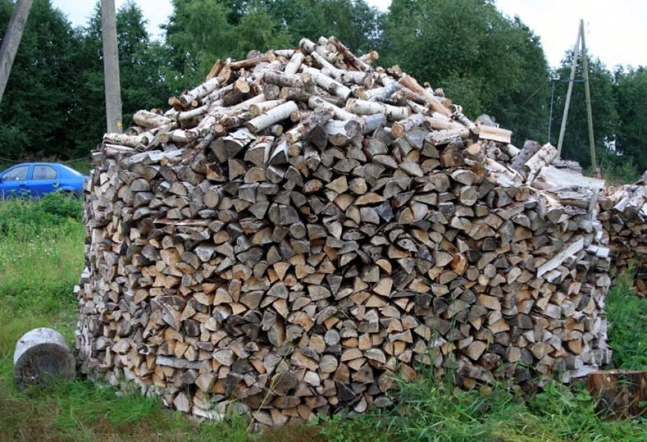 Польские власти рекомендуют экономно использовать дрова из леса для обогрева домов