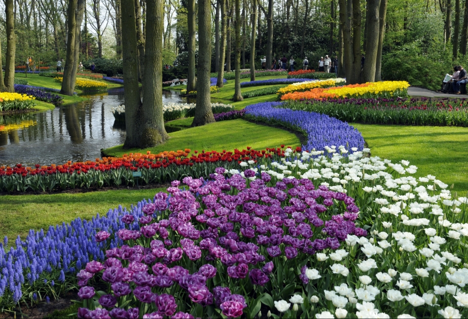Keukenhof Flower Park – largest tulip garden in the world