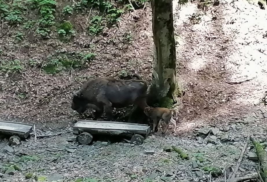 Şahdağ Milli Parkında daha bir zubr balası dünyaya gəlib