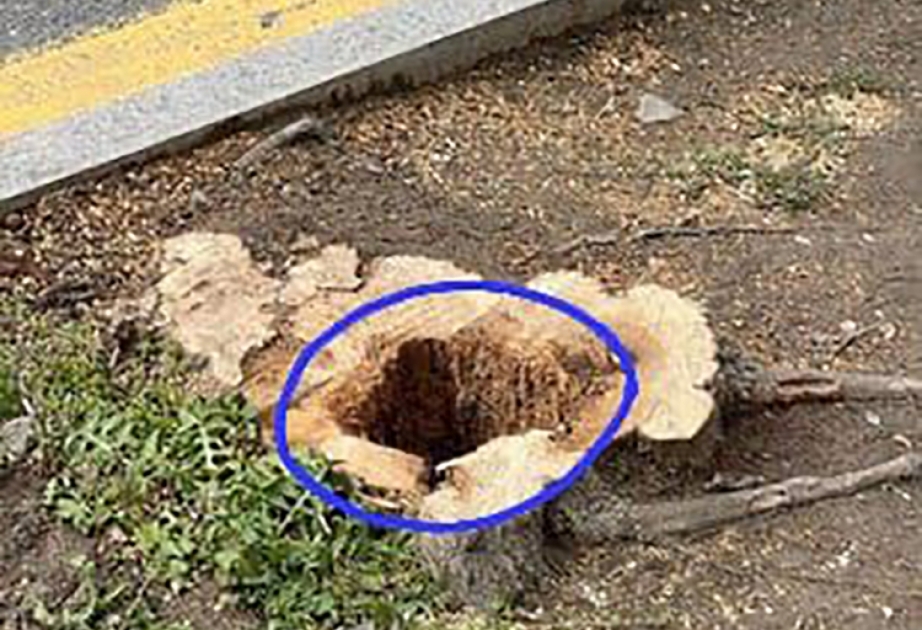 Ağacların kəsilməsi ilə bağlı Dövlət Ekoloji Təhlükəsizlik Xidmətinə daxil olan şikayət araşdırılıb