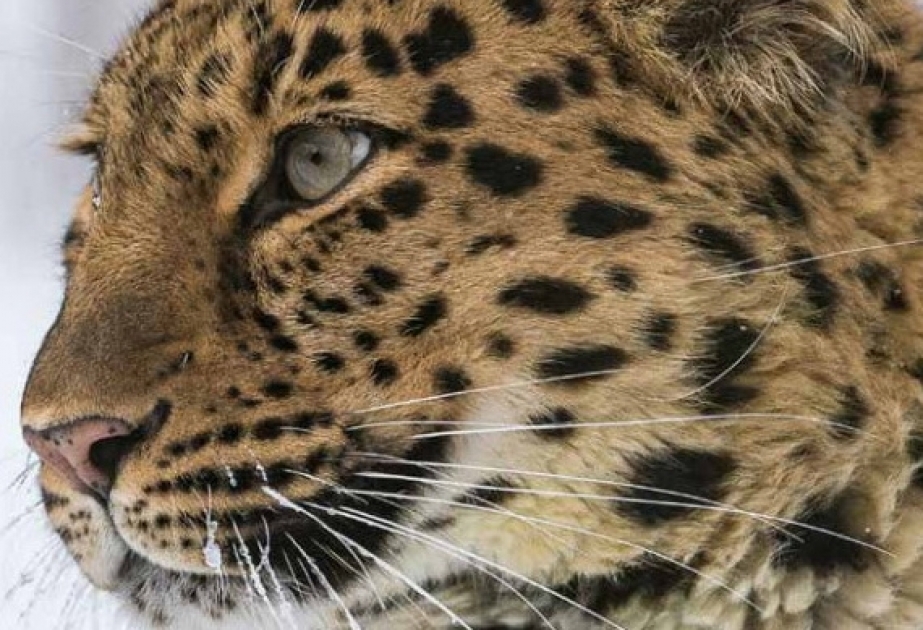 El rey de las montañas: el majestuoso leopardo del Cáucaso