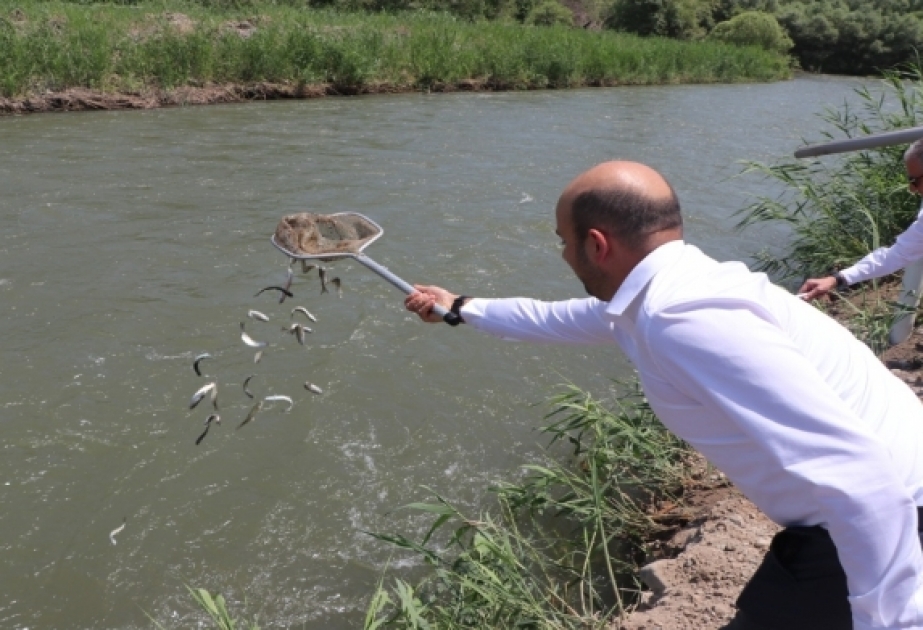 Həkəri çayına iki min qızılxallı forel körpəsi buraxılıb