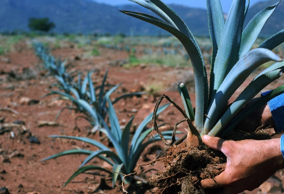 México: Paisaje agavero y antiguas instalaciones industriales del tequila