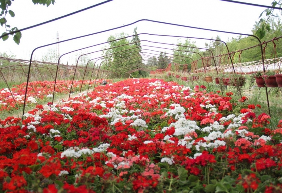 Un parc écologique sera créé à Gandja