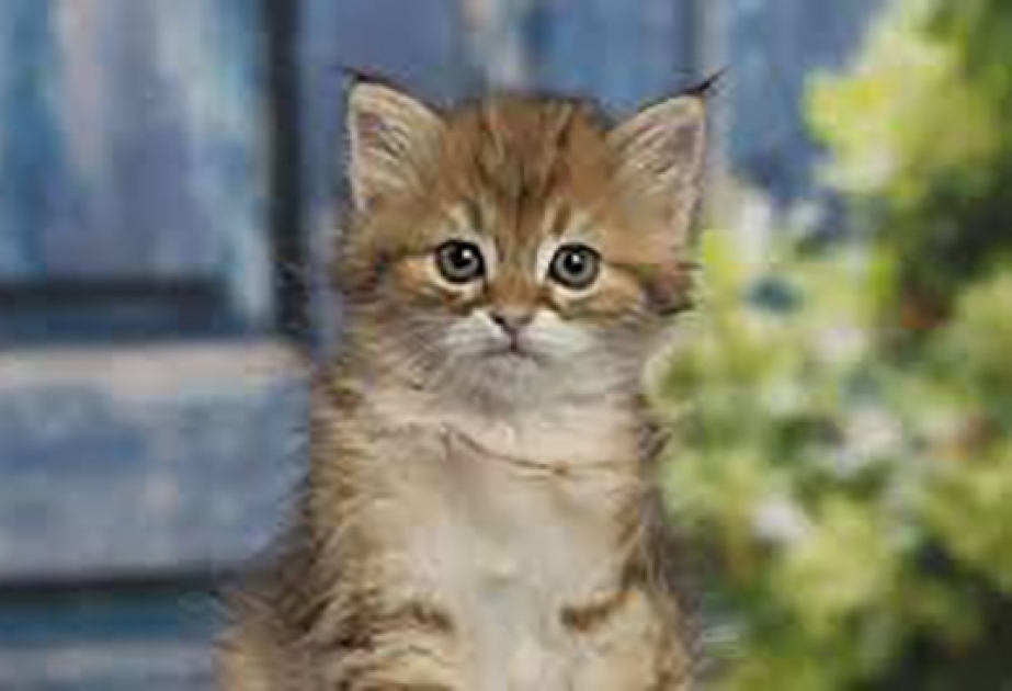 In Thailand dokumentieren Mediziner erstmals Übertragung mit Coronavirus von Katze zu Mensch