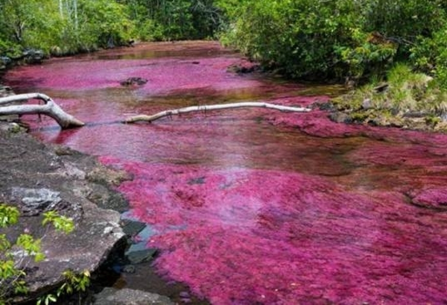 Caño Cristales – Colombian river with its incredible red color