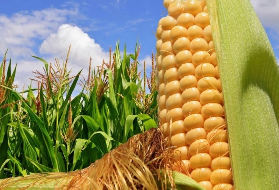 Aserbaidschan importiert in fünf Monaten 37.000 Tonnen Mais