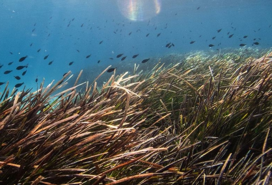 Морские водоросли помогут спасти мировой океан