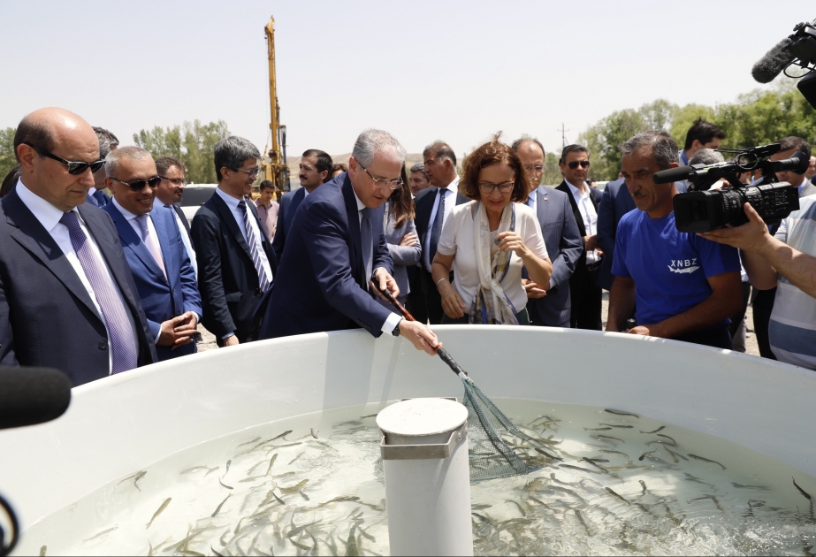 Həkəri çayına üç min qızılxallı forel balığı buraxılıb