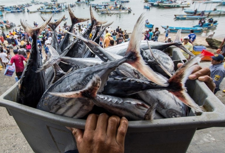ФАО предлагает совершенствовать методы рыболовства с помощью стратегии «голубой трансформации»