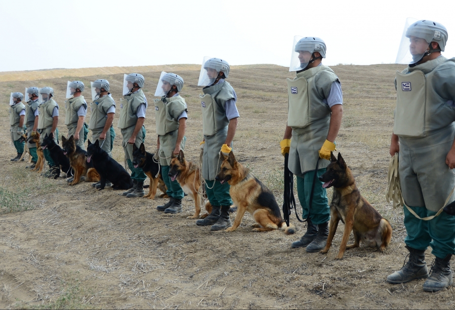 阿塞拜疆再次购入五只探雷犬