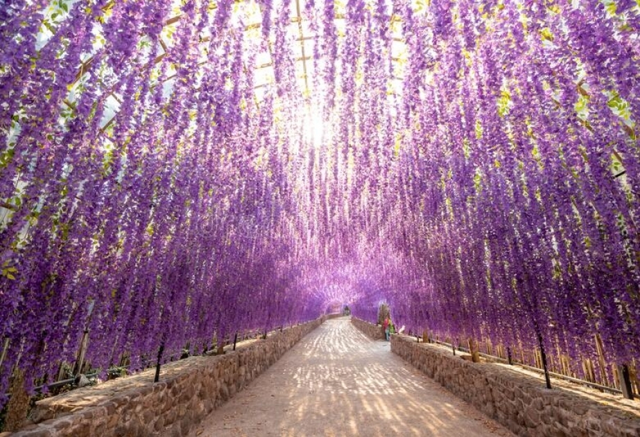 Wisteria Flower Tunnel in Japan