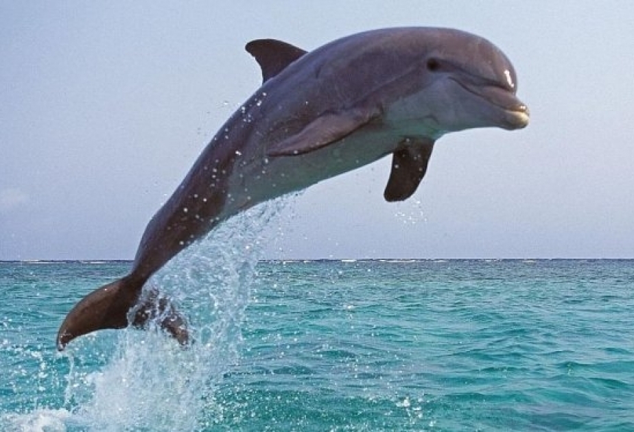 Ученые выяснили, какую музыку любят слушать дельфины
