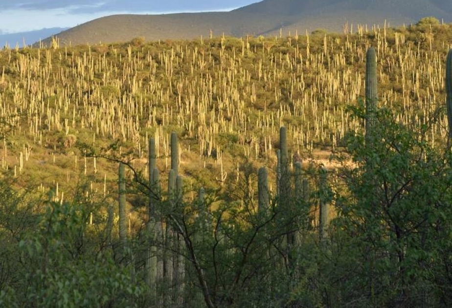 Valle de Tehuacán-Cuicatlán: hábitat originario de Mesoamérica