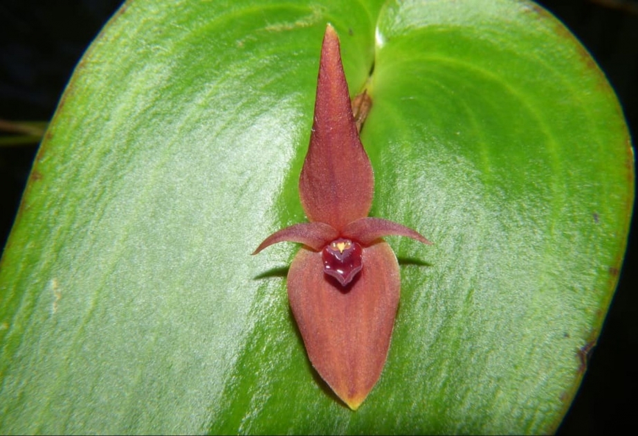 В Колумбии обнаружен новый вид орхидей, едва достигающий одного сантиметра
